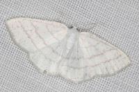 Cabera pusaria