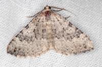 Scotopteryx octodurensis octodurensis