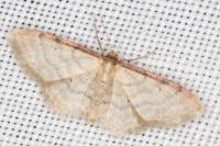 Idaea humiliata