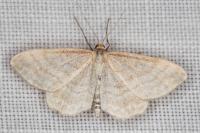 Idaea macilentaria