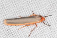 Manulea complana