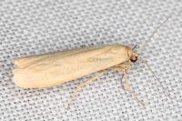 Indalia pygmaeola pallifrons