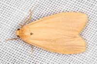 Wittia sororcula