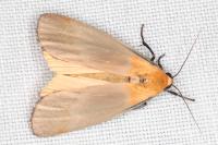 Lithosia quadra