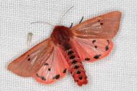 Phragmatobia fuliginosa