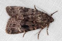 Amphipyra berbera svenssoni