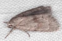 Bryonycta pineti