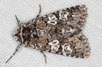 Lamprosticta culta