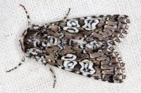 Lamprosticta culta