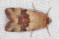 Heliothis viriplaca