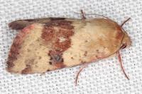 Heliothis viriplaca