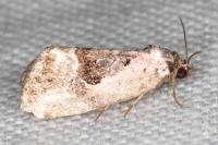Elaphria venustula