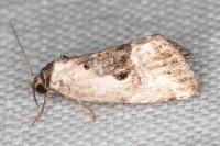 Elaphria venustula