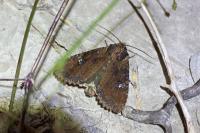 Apamea aquila