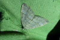 Perizoma albulata