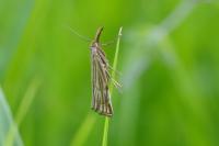 Chrysocramboides craterellus