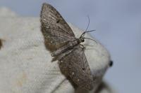 Eupithecia tripunctaria