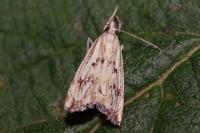 Catoptria falsella