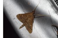 Dolicharthria punctalis