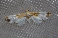 Eupithecia breviculata