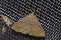 Zanclognatha lunalis