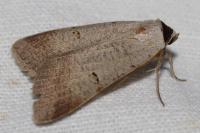Lygephila craccae