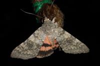 Catocala elocata