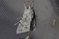 Acronicta aceris