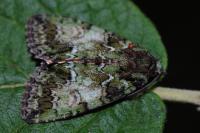 Polyphaenis sericata