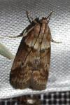 Acrobasis consociella