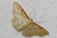 Idaea humiliata