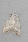 Nola aerugula