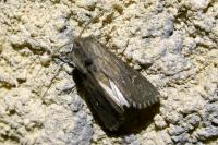 Aporophyla australis