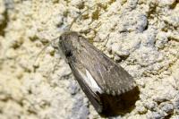 Aporophyla australis