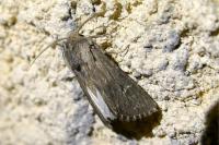 Aporophyla australis