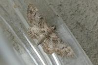 Gymnoscelis rufifasciata