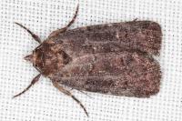 Rusina ferruginea