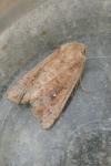 Mythimna albipuncta