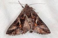 Autographa gamma