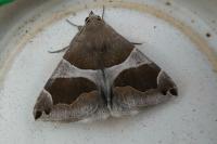Dysgonia algira