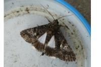 Aedia leucomelas