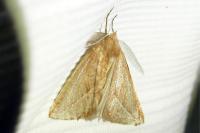 Compsoptera opacaria