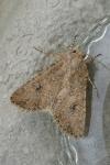 Anarta trifolii