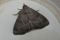Anthracia ephialtes