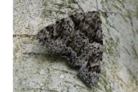 Catocala promissa
