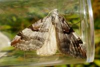 Aplocera praeformata