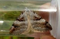 Aplocera praeformata