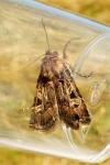 Chersotis oreina