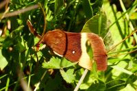 Lasiocampa quercus quercus