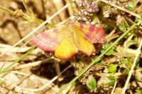 Lythria sanguinaria